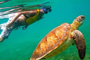 Read more about the article Snorkeling z żółwiami w Tulum – odkryj niesamowity, podwodny świat