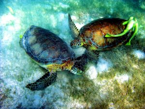 Read more about the article Pływanie z żółwiami w Tulum – niezwykła przygoda dla całej rodziny (snorkeling)