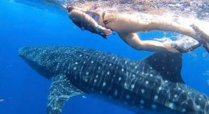 Read more about the article Pływanie z rekinem wielorybim w Meksyku