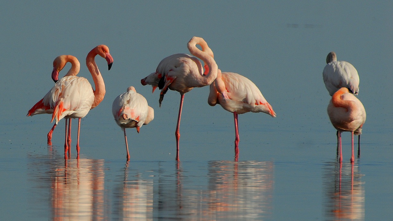 You are currently viewing Wycieczka do Los Colorados – flamingi i różowe baseny solne