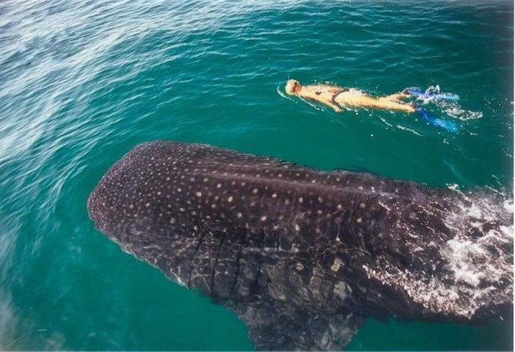 You are currently viewing Wycieczka: nurkowanie z rekinem wielorybim w Meksyku