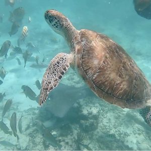 Pływanie z żółwiami w Tulum